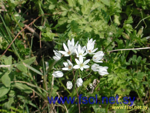 Allium neapolitanum Cyr.